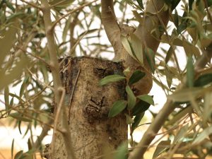 Olive Tree with Grafts